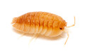 Armadillidium pallasii 'Orange'